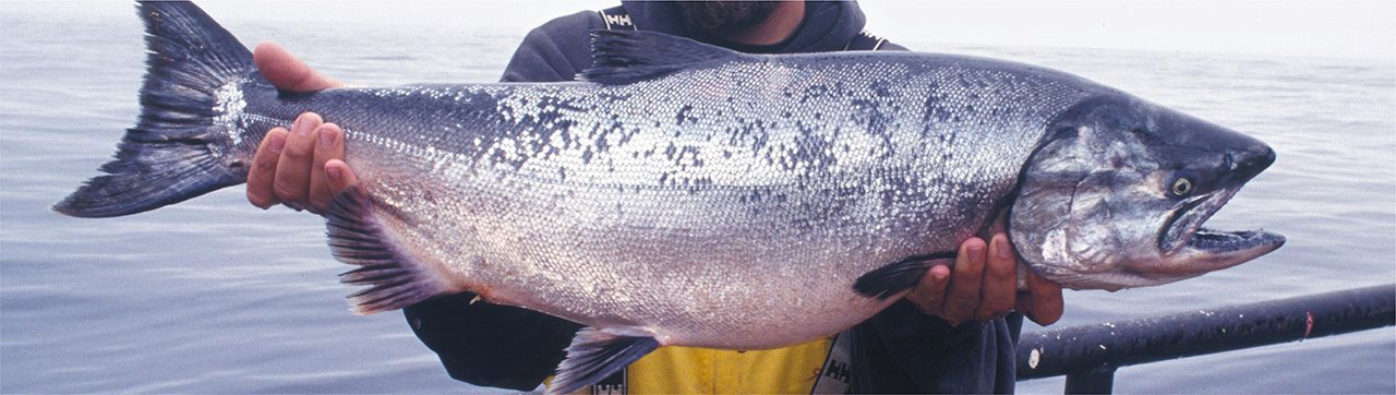 Perfilómetro de escamas de pescado